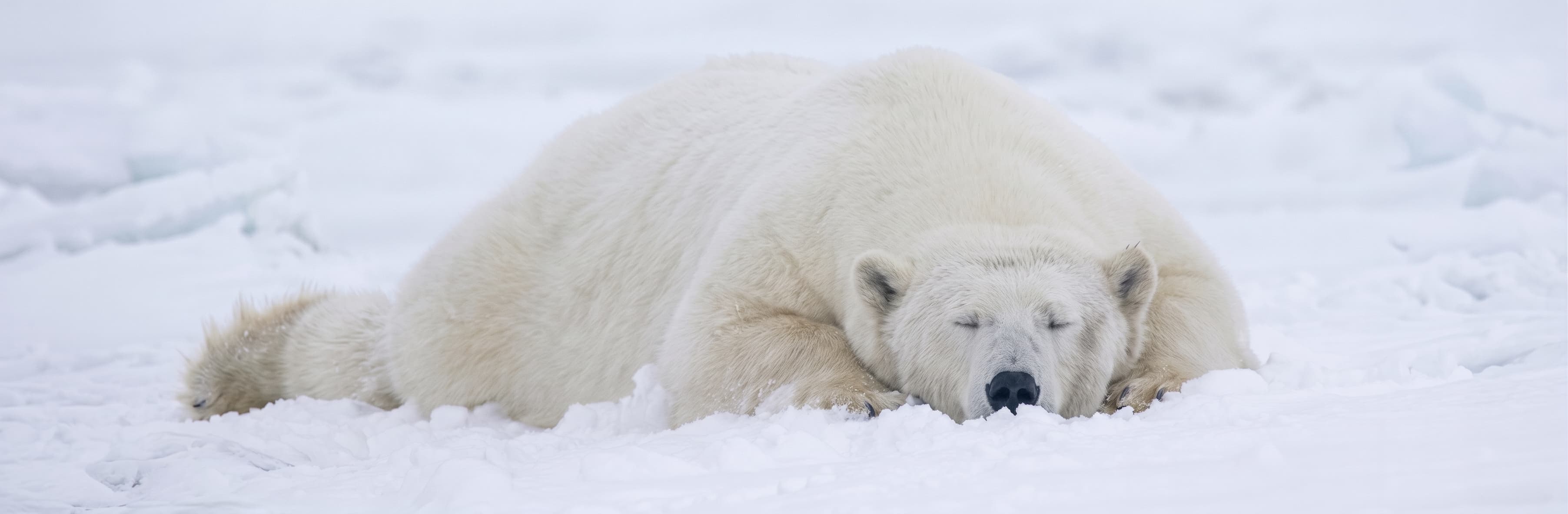 Orso polare che riposa sereno sulla neve